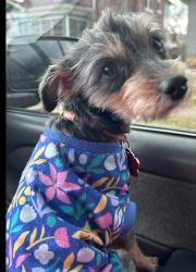 Lost Female Dog last seen Near north court street Rockford Illinois , Rockford, IL 61103