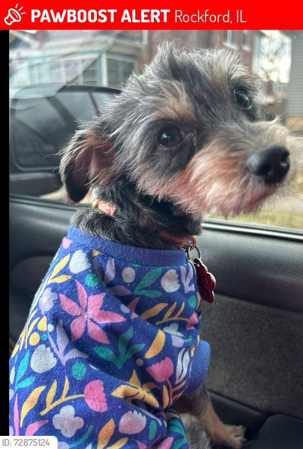 Lost Female Dog last seen Near north court street Rockford Illinois , Rockford, IL 61103