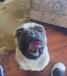 Found/Stray Male Dog last seen Pinole Shores, Pinole, CA 94564