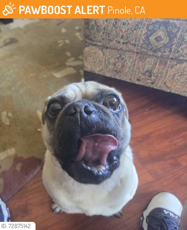 Found/Stray Male Dog last seen Pinole Shores, Pinole, CA 94564