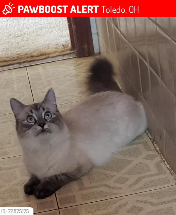 Lost Female Cat last seen Wendell St / Colton St/ South St , Toledo, OH 43609