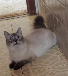 Lost Female Cat last seen Wendell St / Colton St/ South St , Toledo, OH 43609