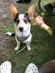 Reunited Female Dog last seen Franklin Trenton Road, Franklin, OH 45005