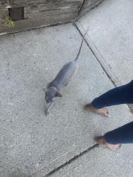 Found/Stray Female Cat last seen Rachel Terrace , Montville, NJ 07058