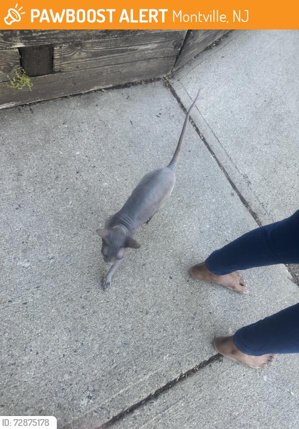 Found/Stray Female Cat last seen Rachel Terrace , Montville, NJ 07058