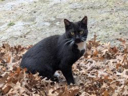 Lost Female Cat last seen From my sons hse, Phoenix, AZ 85048