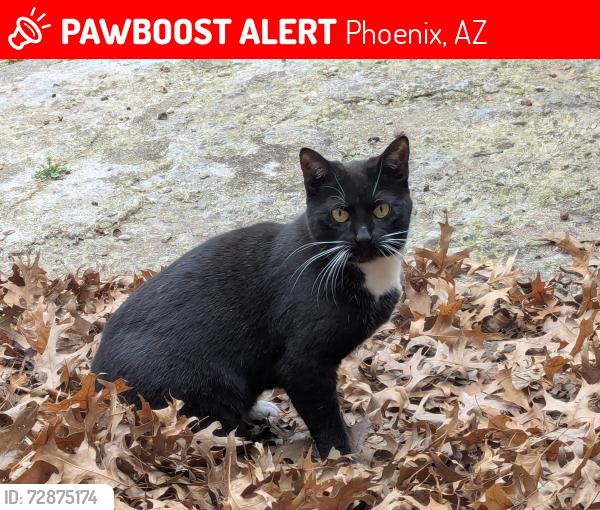 Lost Female Cat last seen From my sons hse, Phoenix, AZ 85048