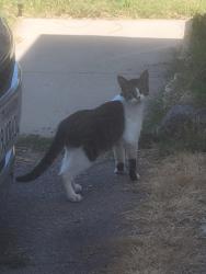 Found/Stray Male Cat last seen Woodley/nordoff, Los Angeles, CA 91406