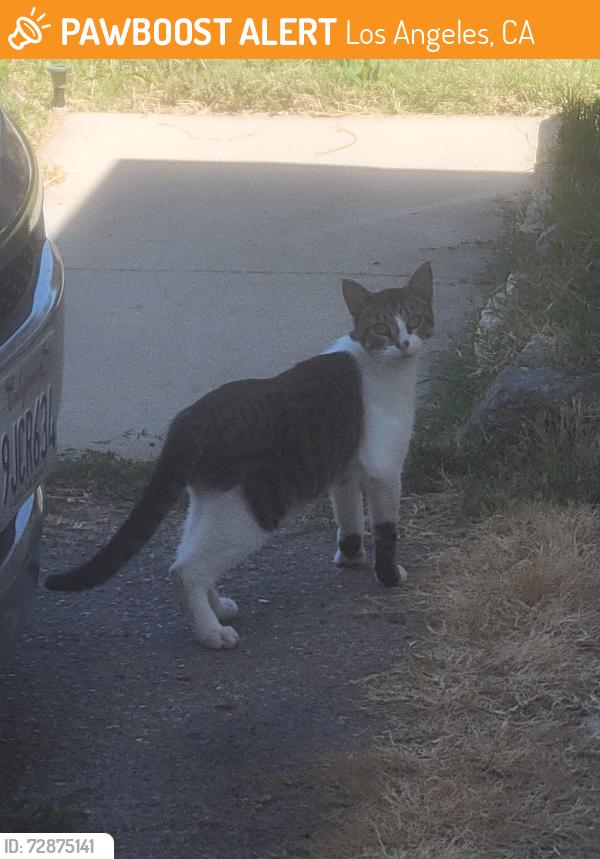 Found/Stray Male Cat last seen Woodley/nordoff, Los Angeles, CA 91406