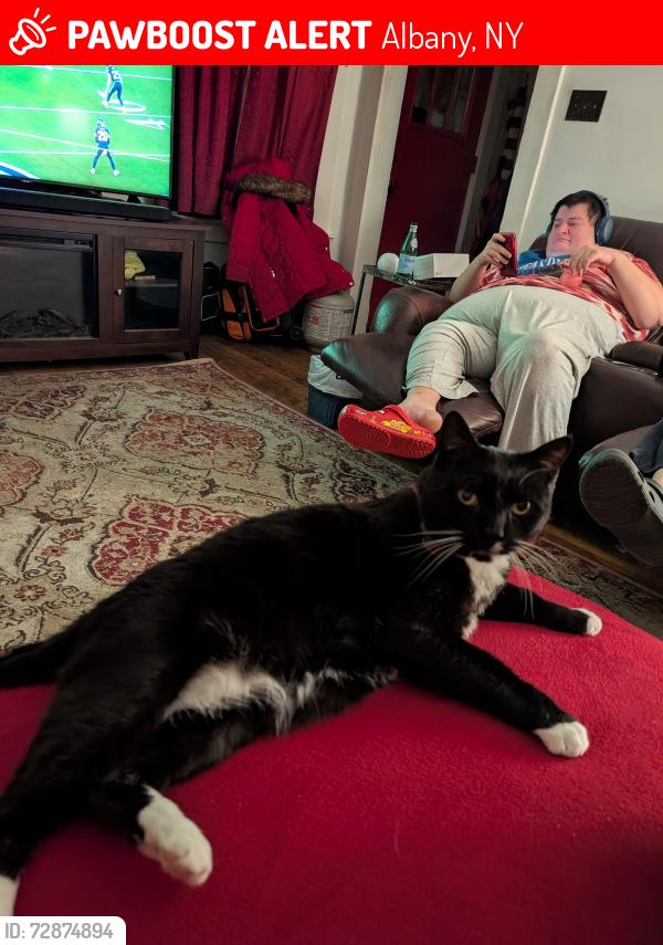 Lost Male Cat last seen Harris and Forrest Aves , Albany, NY 12208