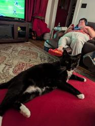 Lost Male Cat last seen Harris and Forrest Aves , Albany, NY 12208