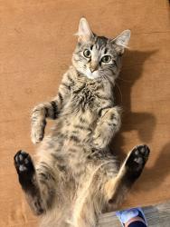 Lost Female Cat last seen Constitution and San Mateo, Albuquerque, NM 87110