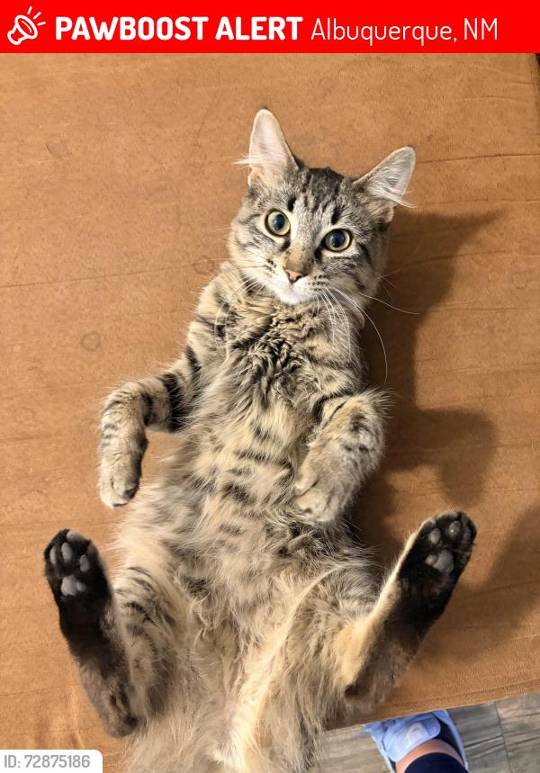 Lost Female Cat last seen Constitution and San Mateo, Albuquerque, NM 87110