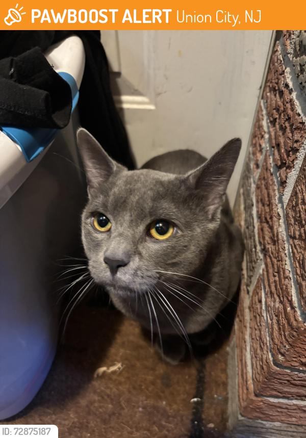 Found/Stray Unknown Cat last seen 7th street Newyork ave, Union City, NJ 07302