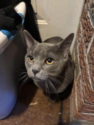 Found/Stray Unknown Cat last seen 7th street Newyork ave, Union City, NJ 07302