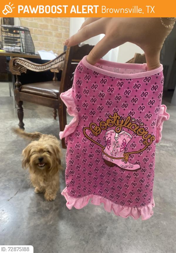 Found/Stray Female Dog last seen Military Highway 281, Brownsville, TX 78520
