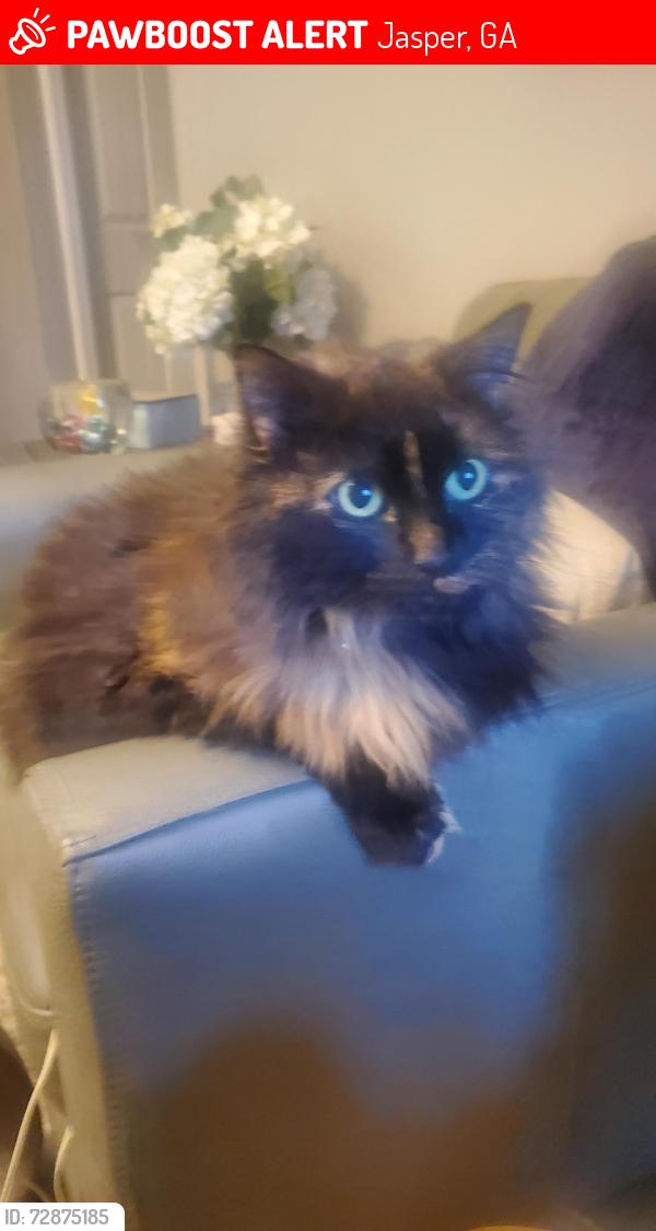 Lost Female Cat last seen Camp Rd , Jasper, GA 30143