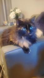 Lost Female Cat last seen Camp Rd , Jasper, GA 30143