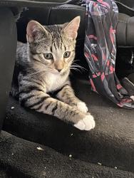 Found/Stray Female Cat last seen Chickadee , Sioux Falls, SD 57107