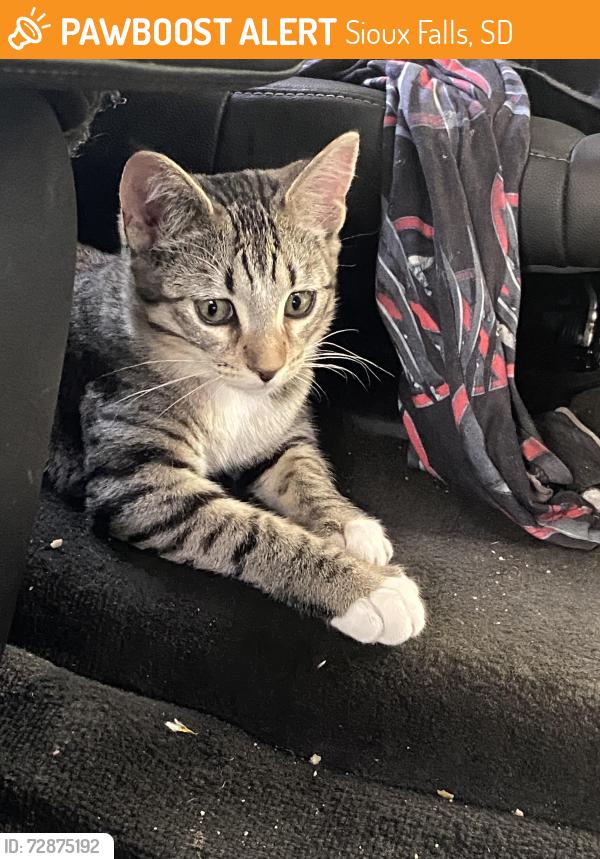 Found/Stray Female Cat last seen Chickadee , Sioux Falls, SD 57107