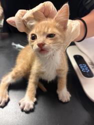 Shelter Stray Male Cat last seen Bexar County, New Braunfels, TX 78130