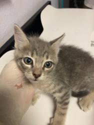 Shelter Stray Female Cat last seen Bexar County, New Braunfels, TX 78130