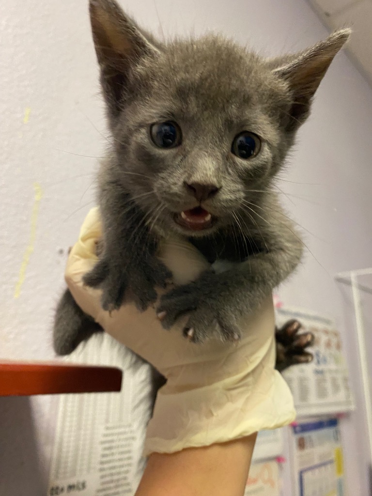 Shelter Stray Male Cat last seen Bexar County, New Braunfels, TX 78130