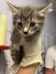Shelter Stray Female Cat last seen Bexar County, New Braunfels, TX 78130