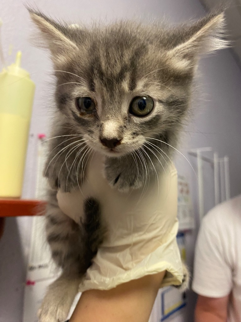 Shelter Stray Female Cat last seen Bexar County, New Braunfels, TX 78130