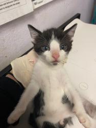 Shelter Stray Male Cat last seen Bexar County, New Braunfels, TX 78130