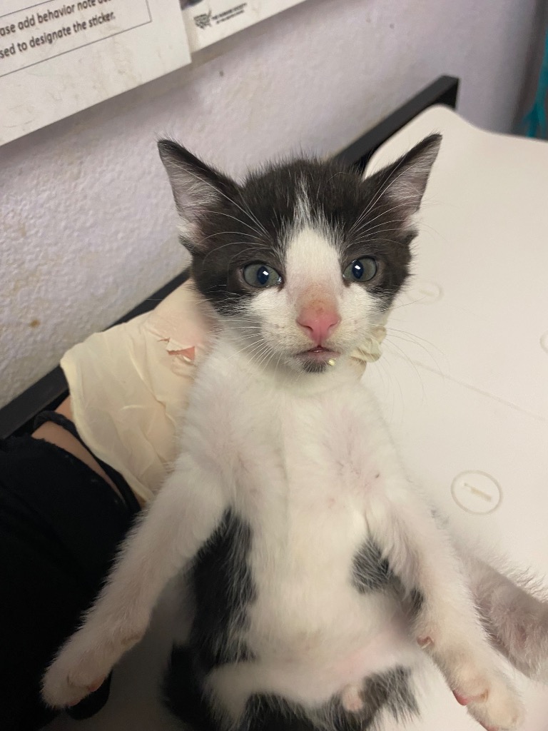 Shelter Stray Male Cat last seen Bexar County, New Braunfels, TX 78130