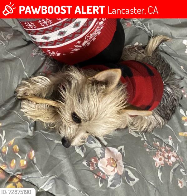 Lost Female Dog last seen Ave L , Lancaster, CA 93535