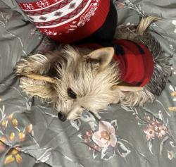 Lost Female Dog last seen Ave L , Lancaster, CA 93535