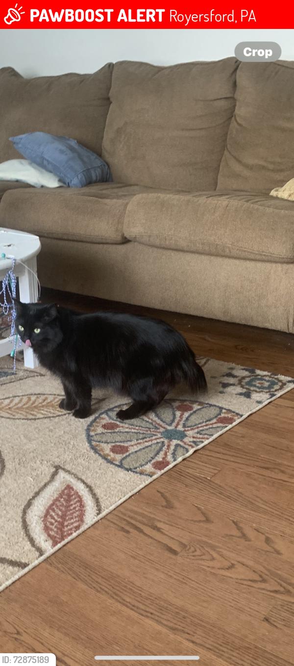 Lost Male Cat last seen School Lane, Royersford, PA 19468