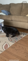 Lost Male Cat last seen School Lane, Royersford, PA 19468