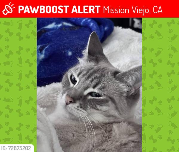 Lost Female Cat last seen Granvia and Spadra Streets, Mission Viejo, CA 92691