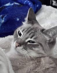 Lost Female Cat last seen Granvia and Spadra Streets, Mission Viejo, CA 92691