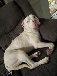 Found/Stray Male Dog last seen Ottawa ave , Akron, OH 44305