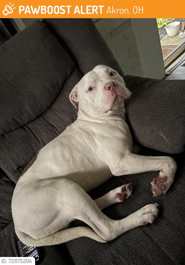 Found/Stray Male Dog last seen Ottawa ave , Akron, OH 44305