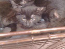 Shelter Stray Male Cat last seen SUTTER BUTTES WAY/SUNRISE GREEN DR, 95828, Sacramento, CA 95827
