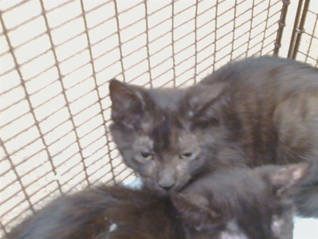 Shelter Stray Male Cat last seen SUTTER BUTTES WAY/SUNRISE GREEN DR, 95828, Sacramento, CA 95827