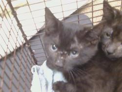 Shelter Stray Female Cat last seen SUTTER BUTTES WAY/SUNRISE GREEN DR, 95828, Sacramento, CA 95827
