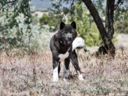 Shelter Stray Male Dog last seen Near BLOCK INTERSTATE 25 SANTA FE NM 87507, Santa Fe, NM 87507