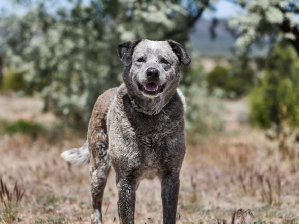 Shelter Stray Male Dog last seen Near BLOCK B ANANYA RD STANLEY NM 87056, Santa Fe, NM 87507