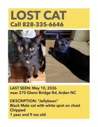 Lost Male Cat last seen Glenn bridge road , Asheville, NC 28704