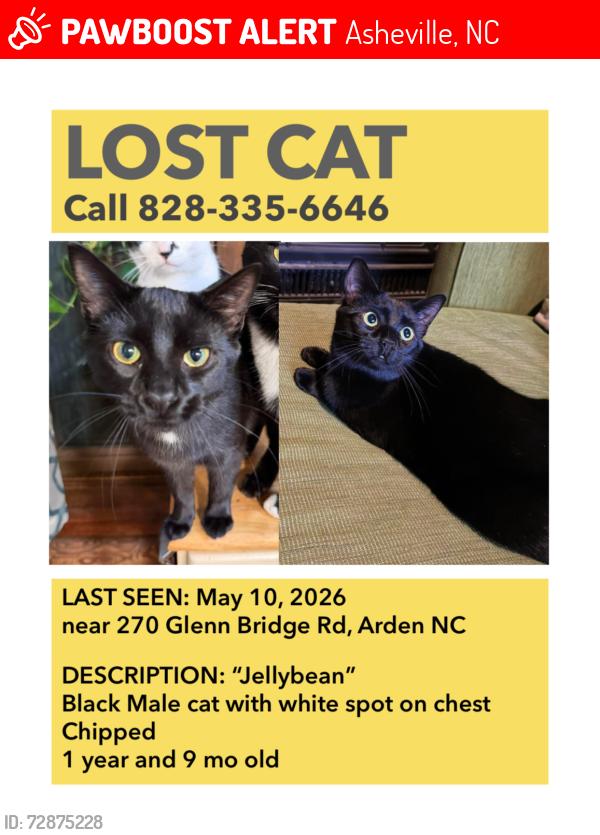 Lost Male Cat last seen Glenn bridge road , Asheville, NC 28704