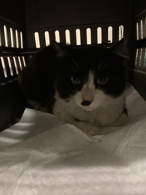 Shelter Stray Male Cat last seen Near BLOCK E 52ND LONG BEACH CA 90805, Long Beach, CA 90815