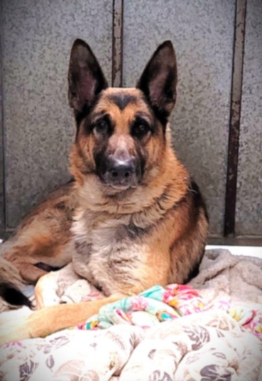 Shelter Stray Male Dog last seen , Los Angeles, CA 90047