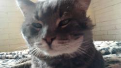 Lost Male Cat last seen Winters or Rechire, Blowing Rock, NC 28605