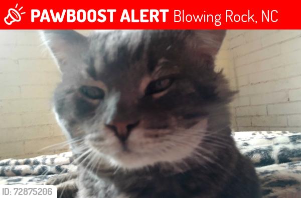 Lost Male Cat last seen Winters or Rechire, Blowing Rock, NC 28605